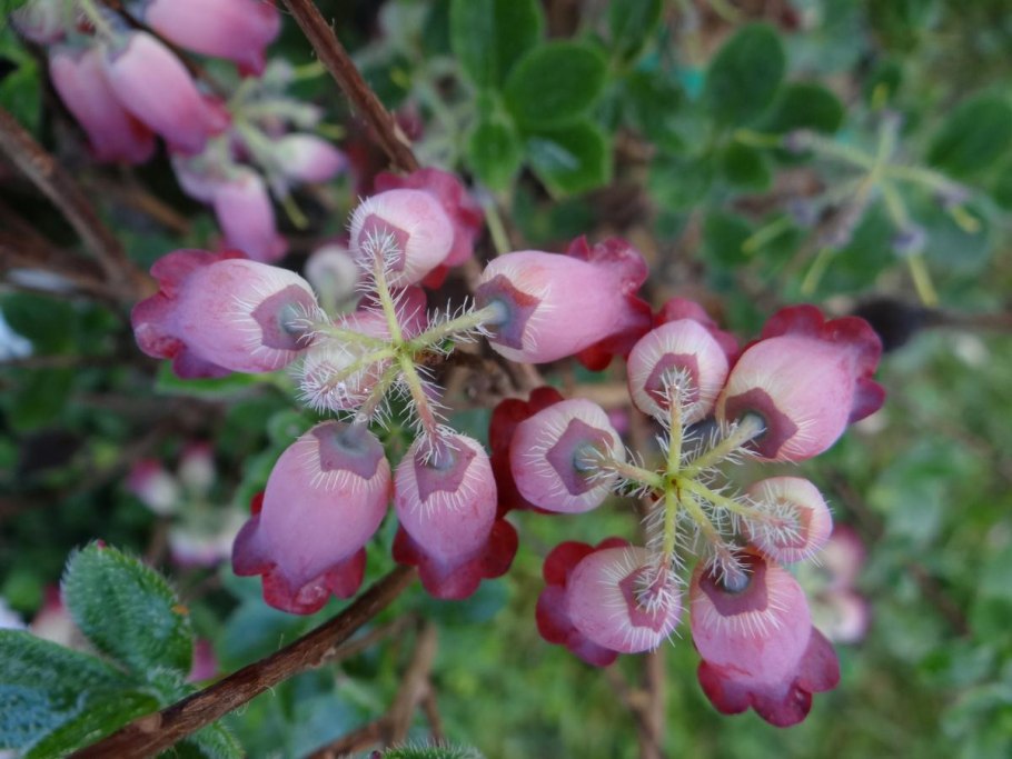 Менцизия волосистая