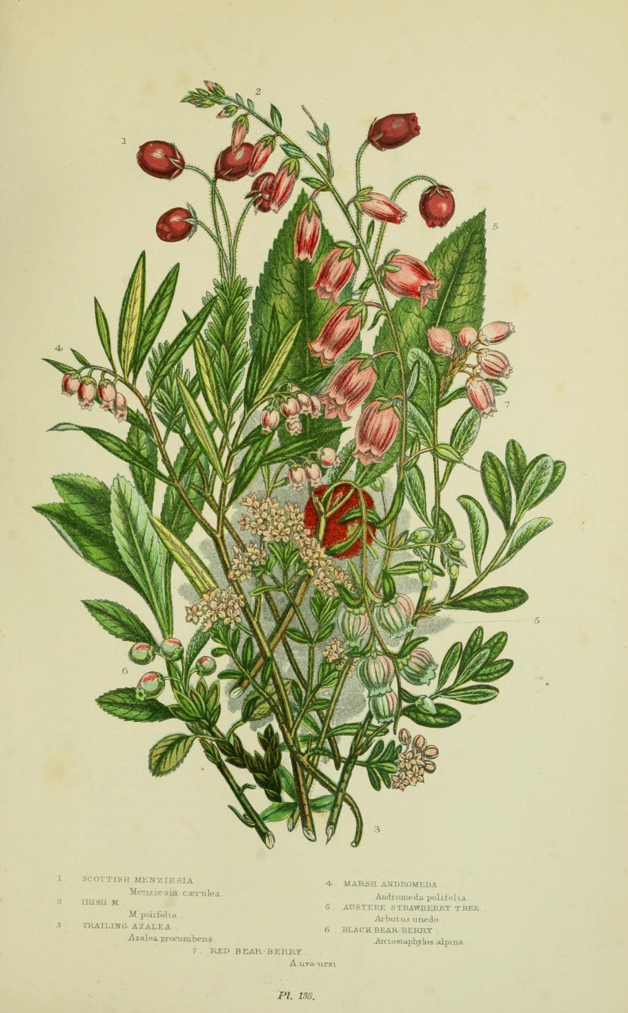 Britain Botanical illustration