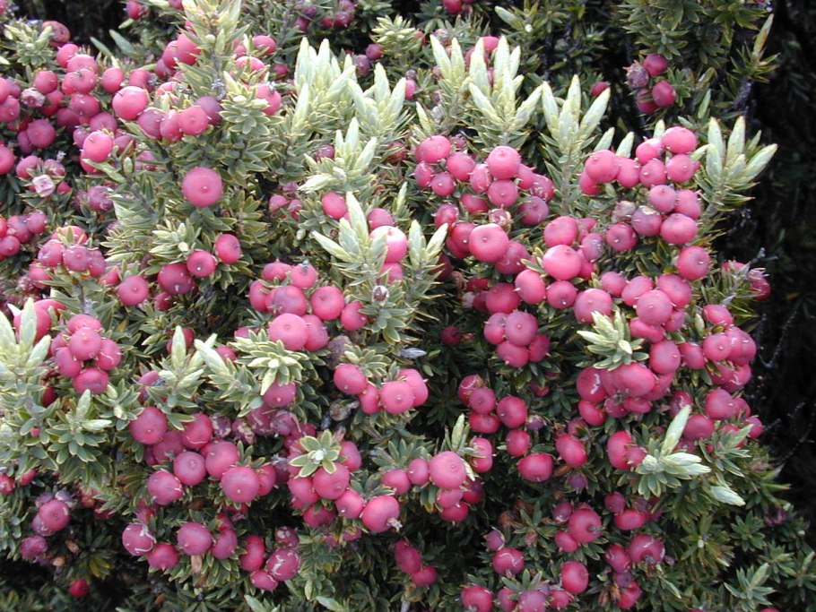 Styphelia tameiatameiae