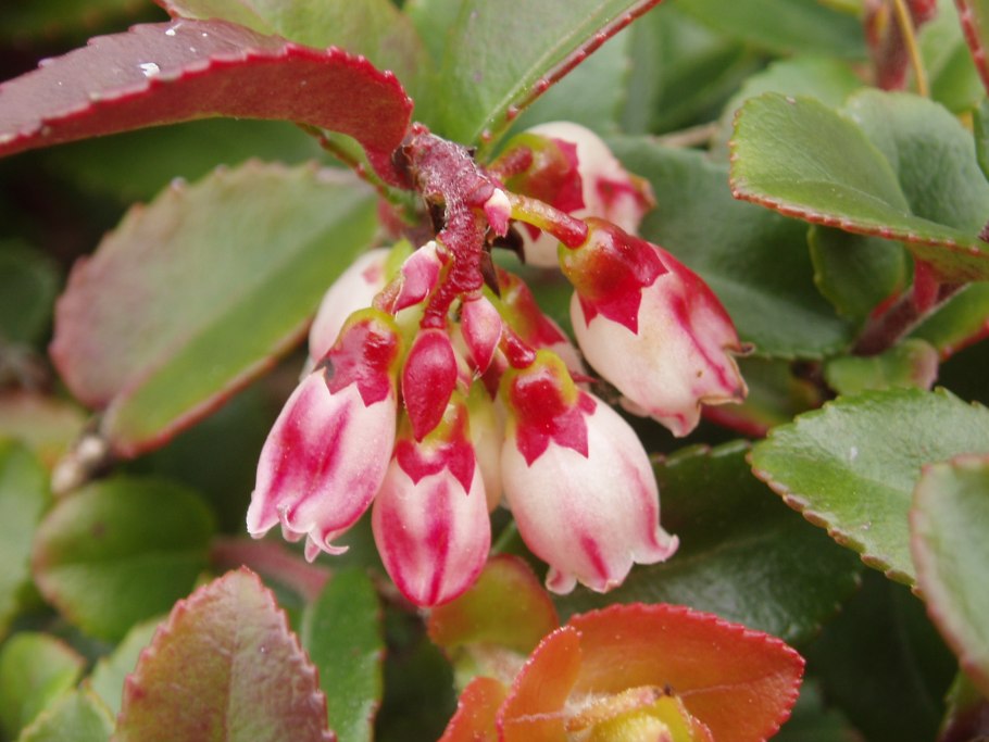 Vaccinium ovatum