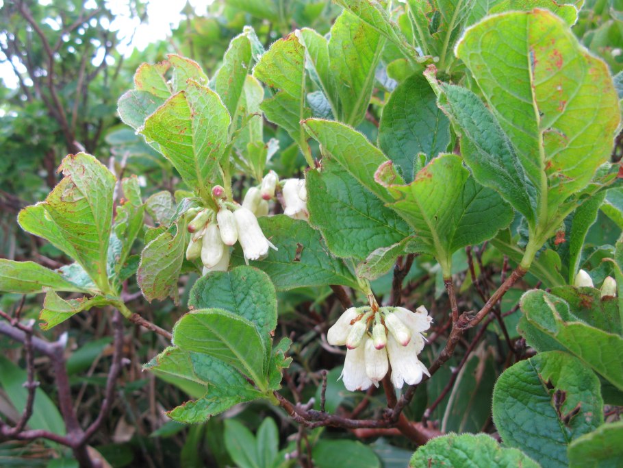 Менцизия волосистая