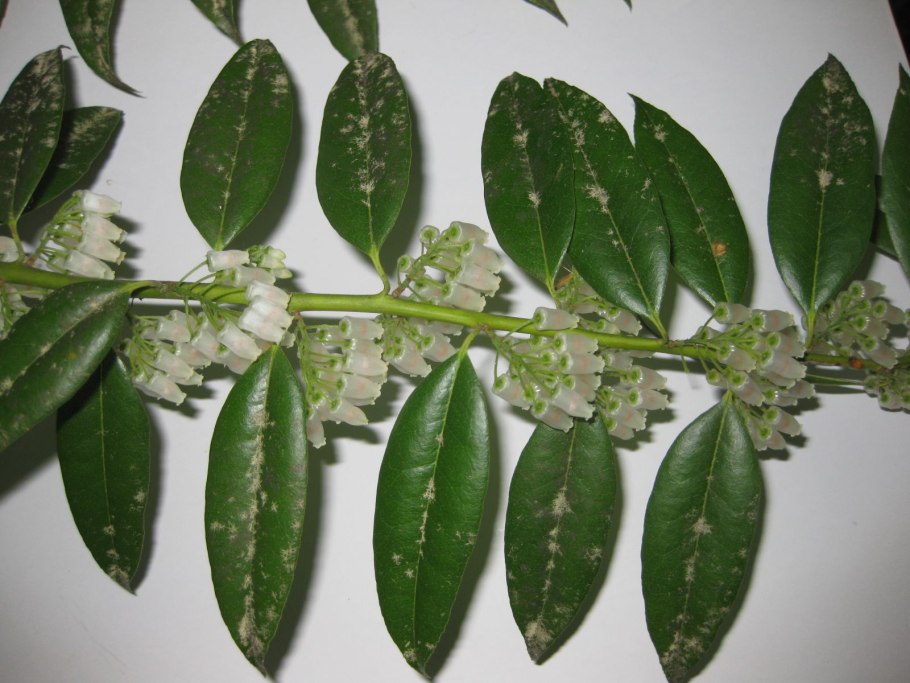 Брелок Mongoose LS 9000d