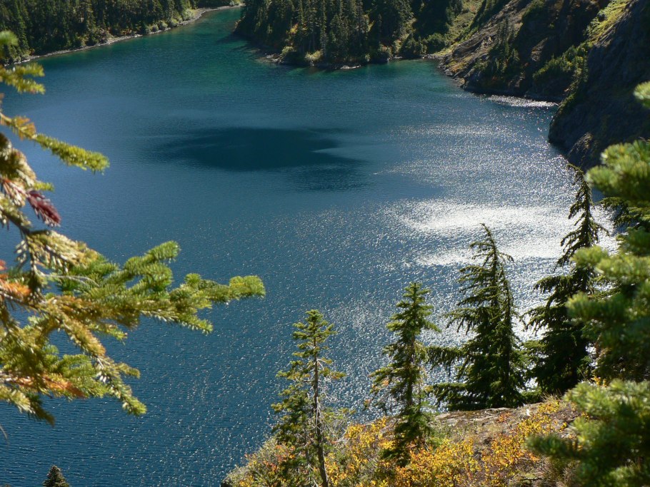 Сорт велимонко