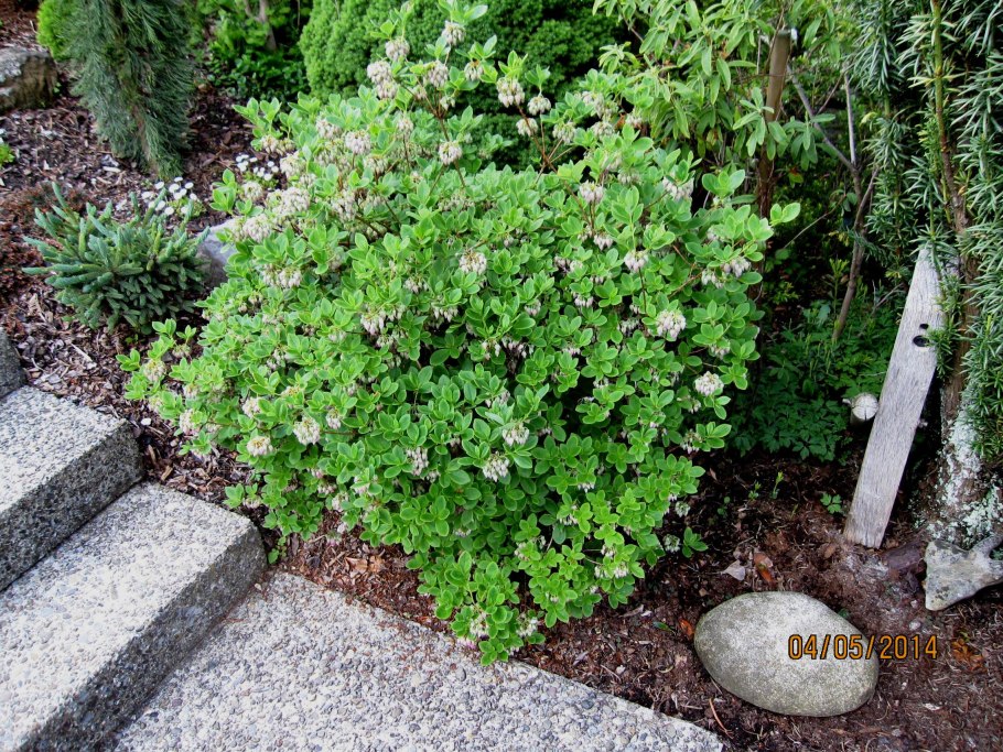 Менцизия пятитычинковая