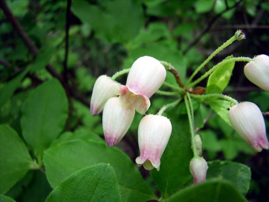 Menziesia pilosa  Менцизия волосистая