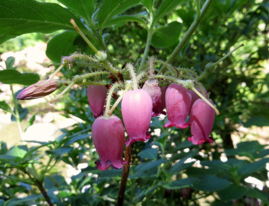 Menziesia ciliicalyx