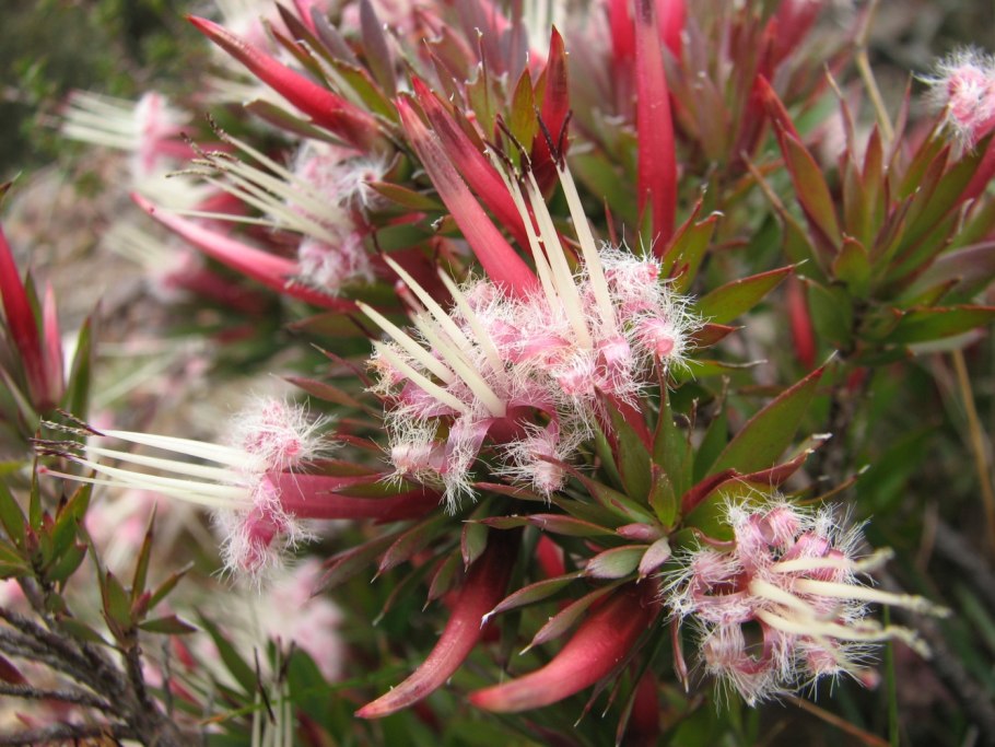 Styphelia longissima