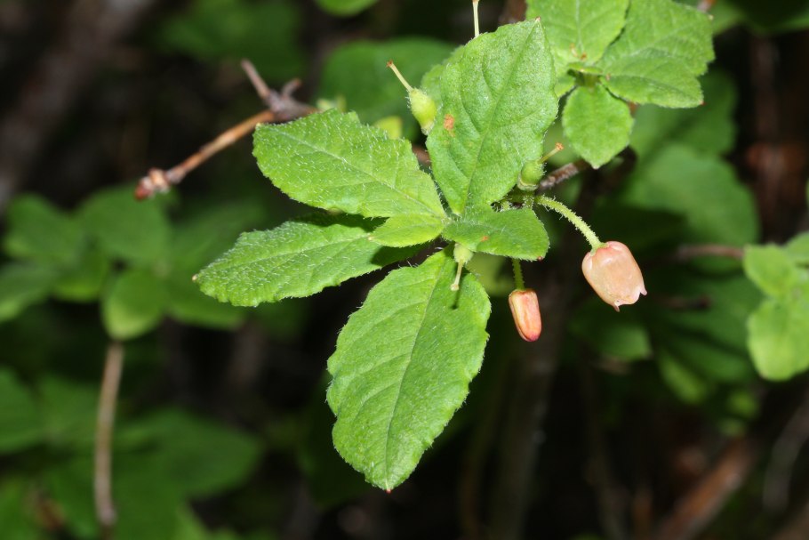 Menziesia pentandra Maxim.