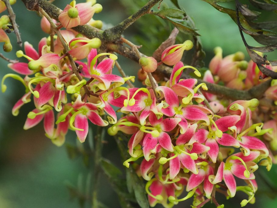Ferruginea macrostachys