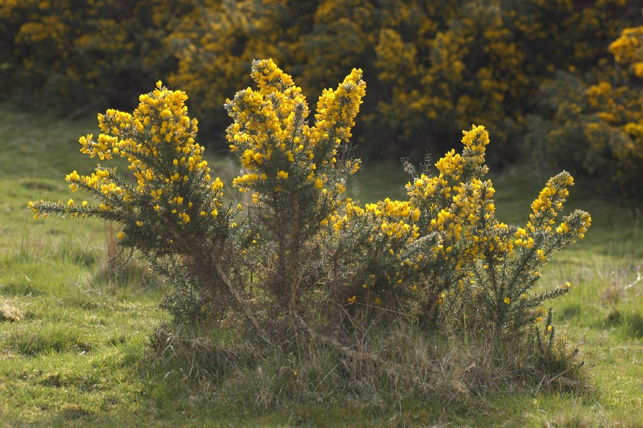 Утесник обыкновенный