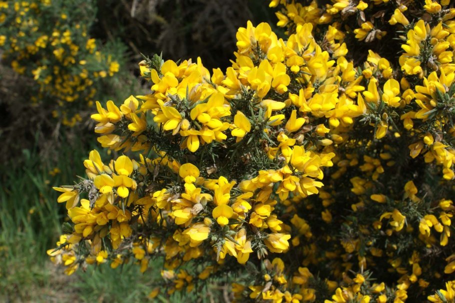 Дрок красильный (genista tinctoria)