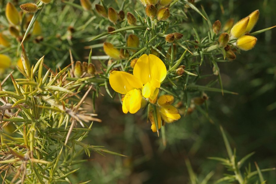 Утесник растение