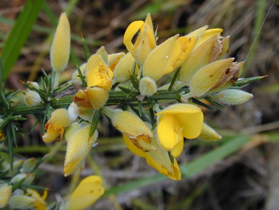Ulex europaeus