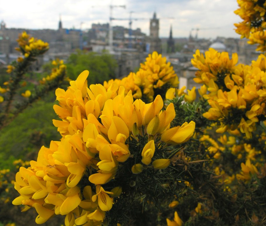 Утесник европейский