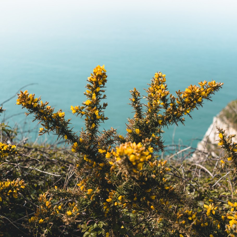 Дрок утесник