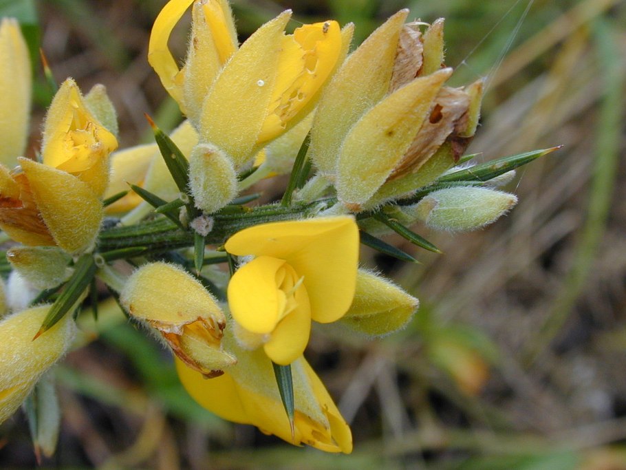 Ulex europaeus растение