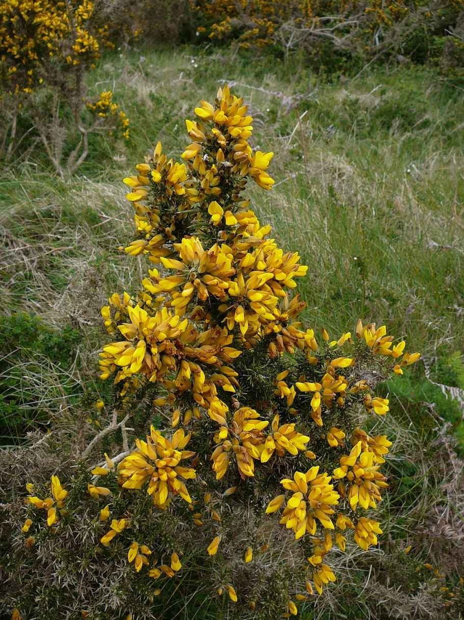 Дрок красильный (genista tinctoria)