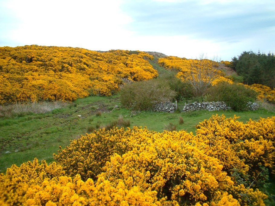 Gorse hill