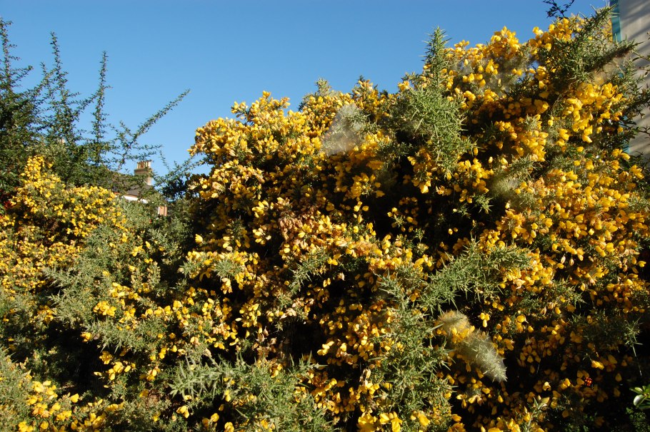 The gorse bush