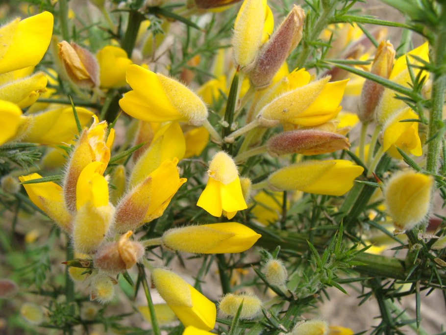 Дрок утесник