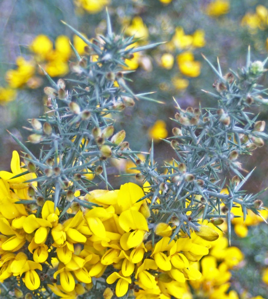 Утесник европейский