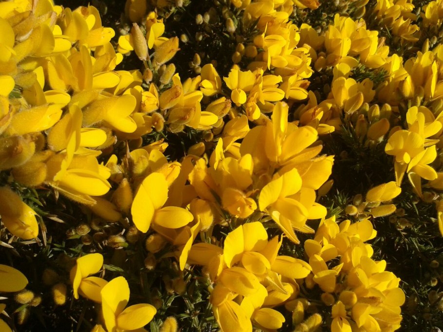 Утесник европейский (колючий дрок)