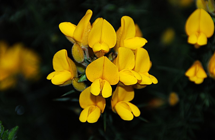 Лядвенец рогатый lotus corniculatus
