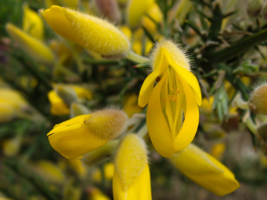 Ulex europaeus