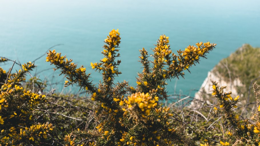 Дрок утесник