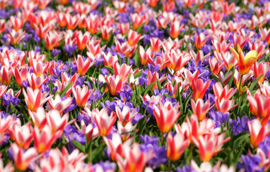 Пестрые цветы