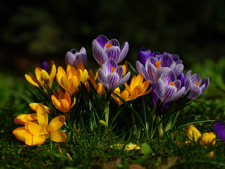 Крокус желтый