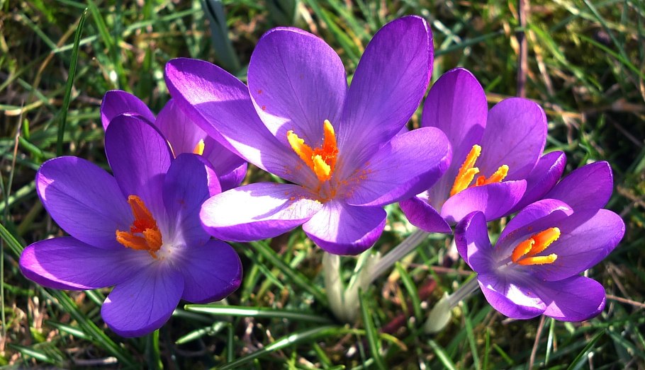 Крокус speciosus