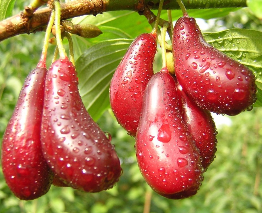 Кизил Лесной