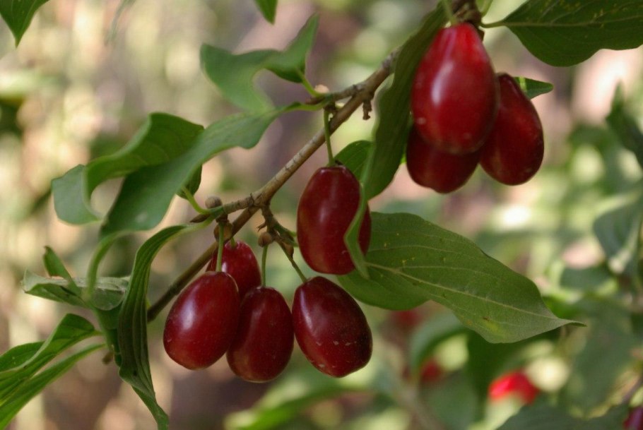 Кизил ягода кустарник