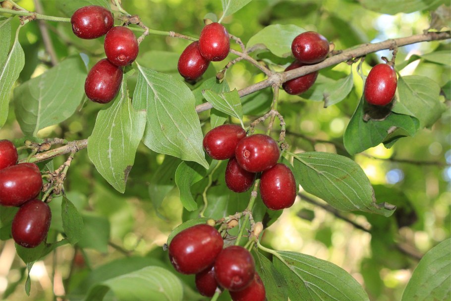 Кизил кустарник