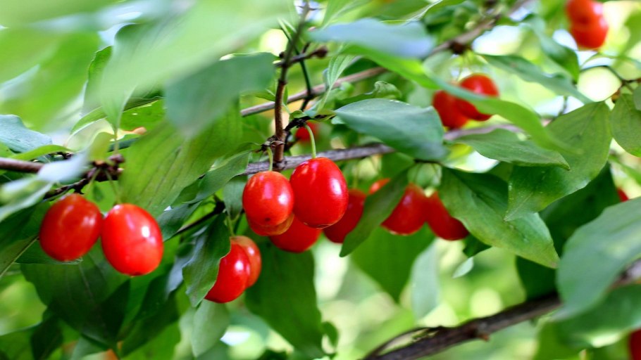 Кизил Cornus mas