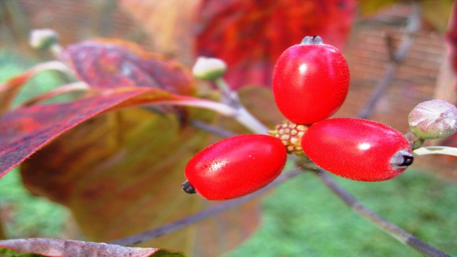 Кизил кустарник