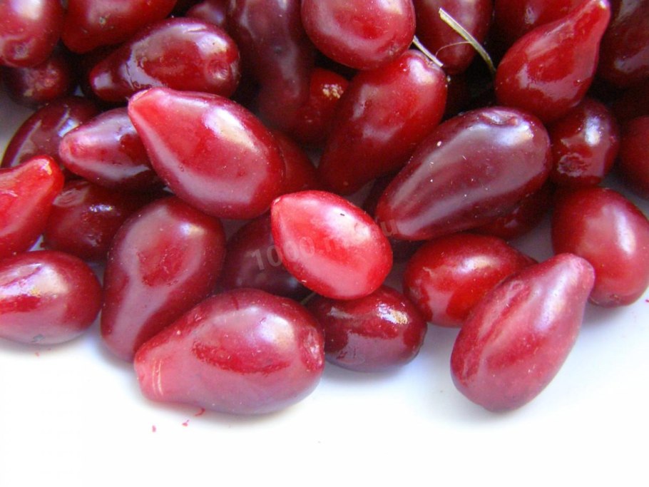 Кизил кустарник