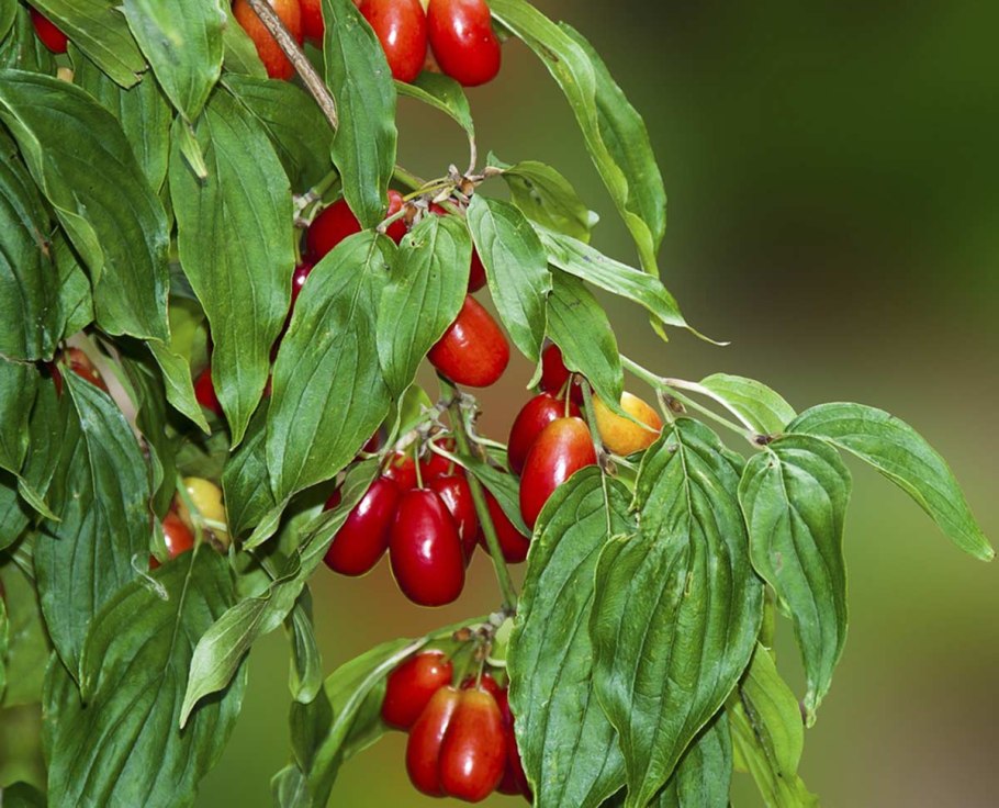 Кизил обыкновенный ягоды