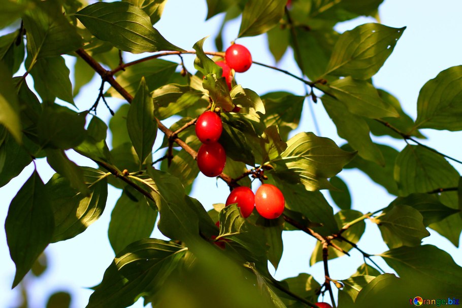Кизил Cornus mas