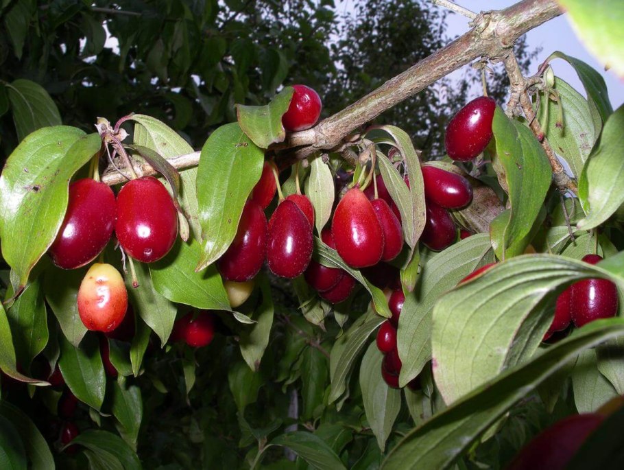 Кизил обыкновенный дерево