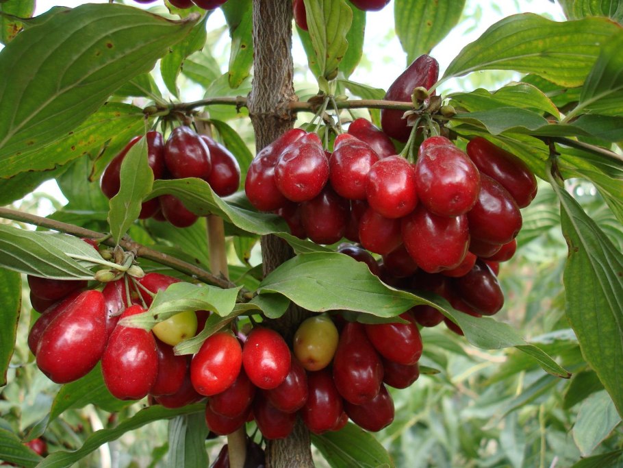 Азербайджан кизил