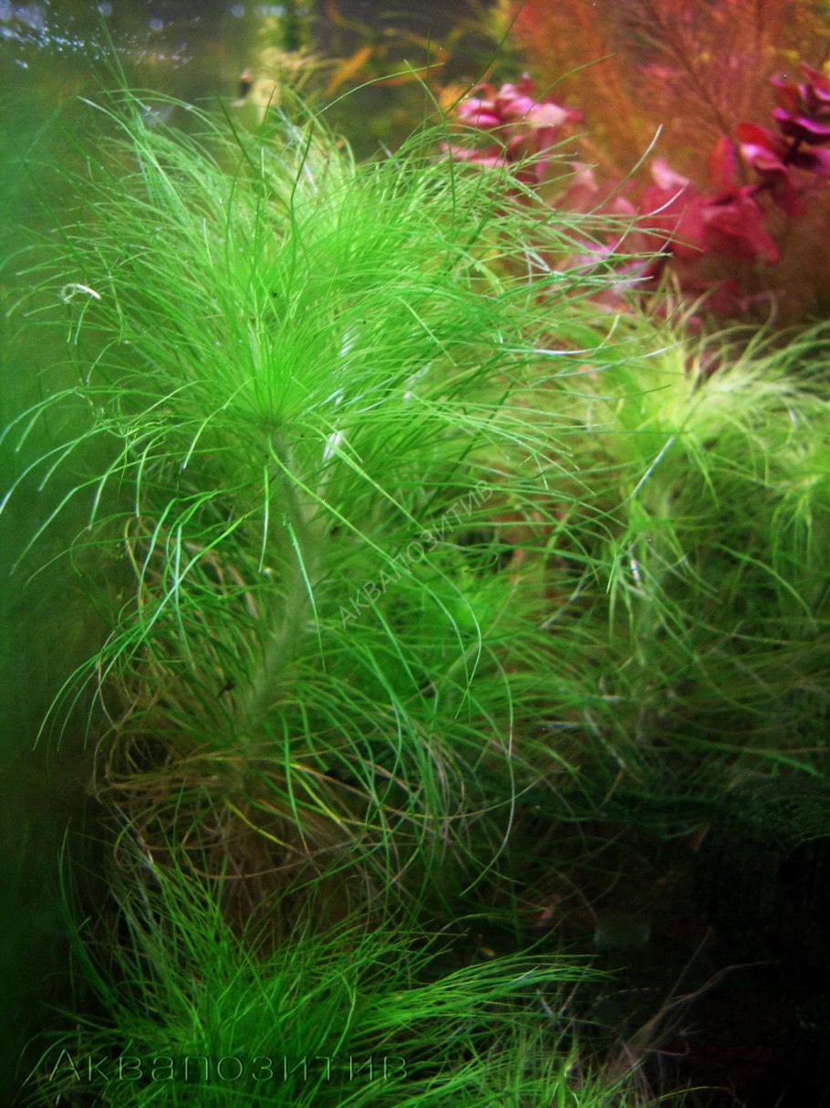 Эриокаулон Кимберли