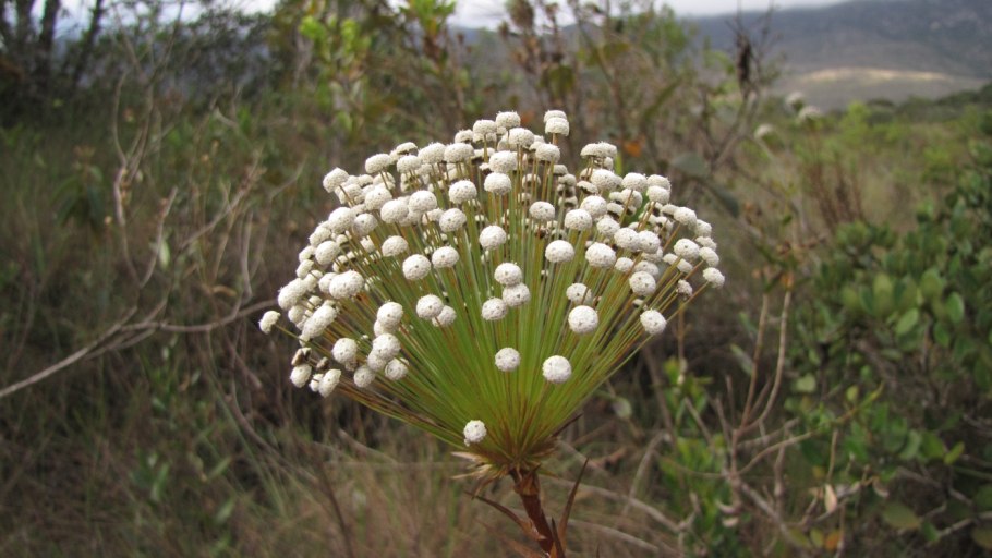 Шерстостебельник Комарова- Eriocaulon komarovii Tzvelev
