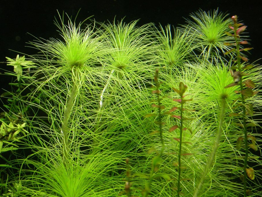 Эриокаулон синериум