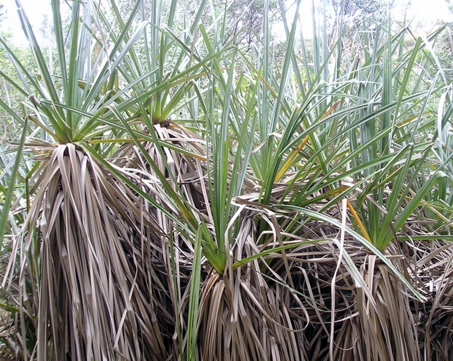 Категория:Флора Австралии