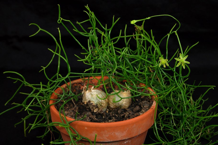 Тонина Речная