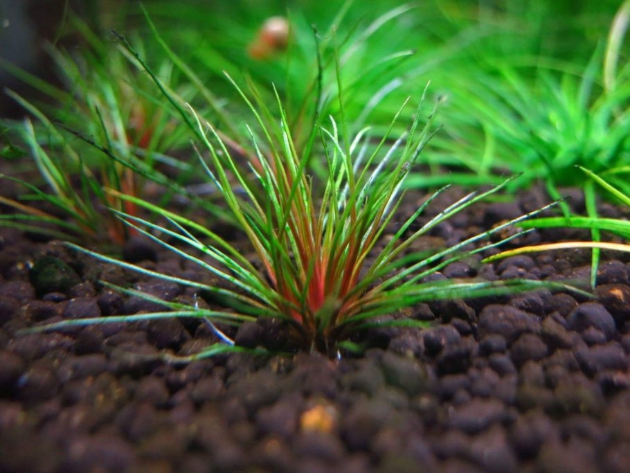 Бликса новогвинейская