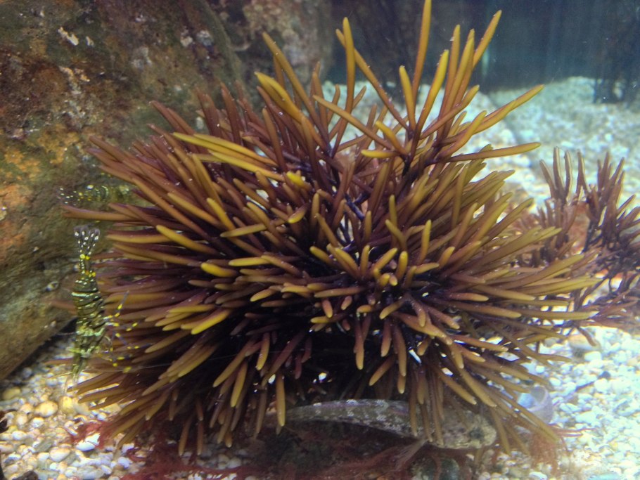 Морской ёж гетероцентротус