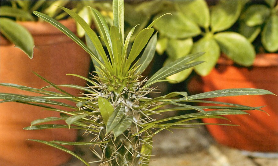 Кактус пахиподиум ламера